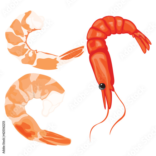 Vector illustration of shrimp prawn icons set. Boiled shrimp drawing on a white background. Collection shrimp, shrimps without shell, shrimp meat. Menu icon for healthy sea food. Protein food