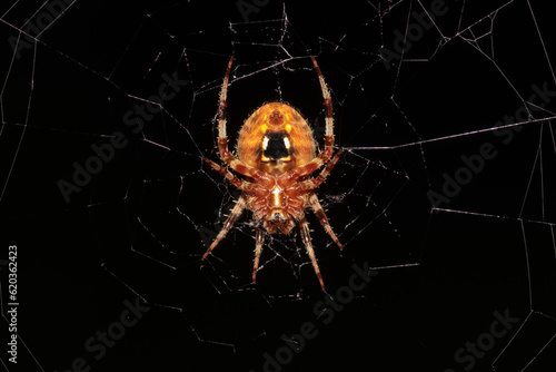 a Hentz Orb-weaver at night clinging to its web, scientific name Neoscona crucifera