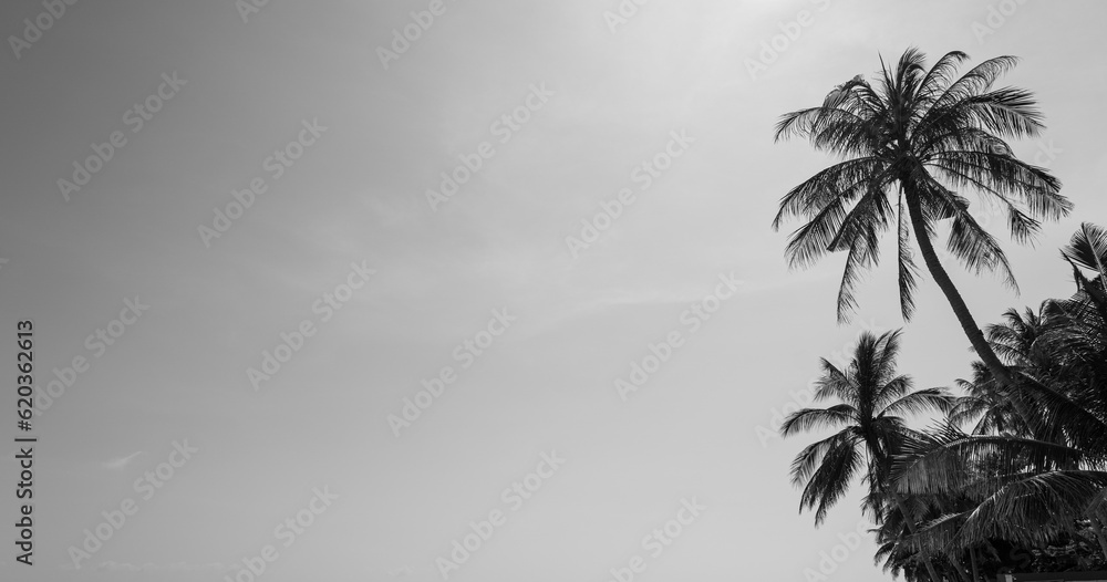 Fototapeta premium palm tree silhouette