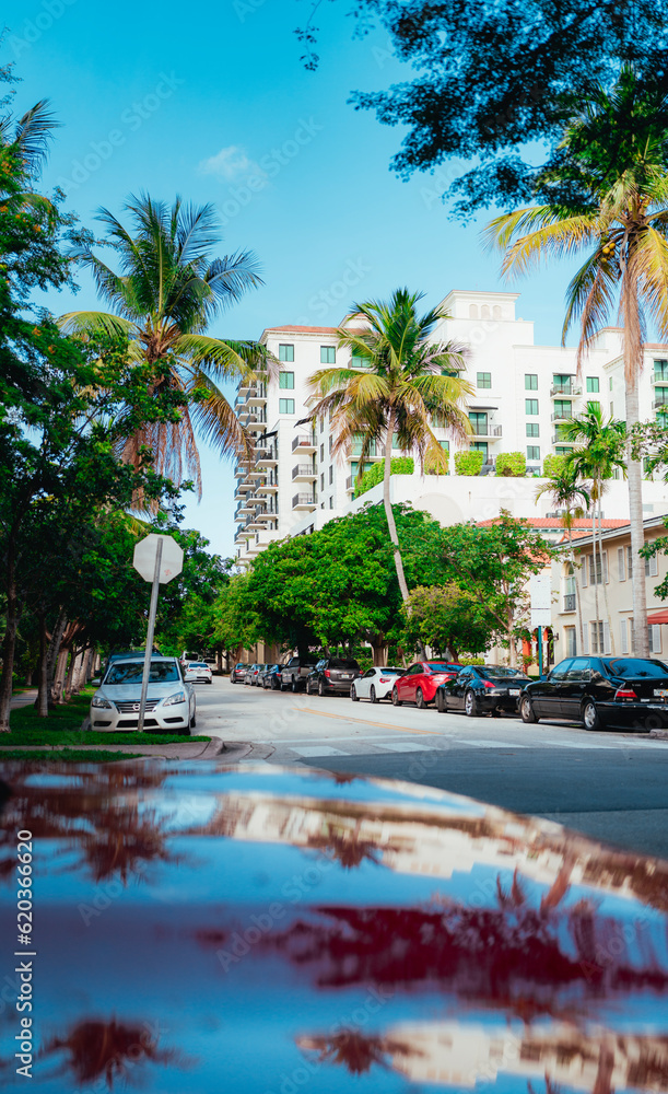 Fototapeta premium street trees car palms tropical coral gables miami Florida 