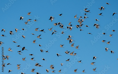 Huge flock of cockatiels in outback Queensland, Australia.