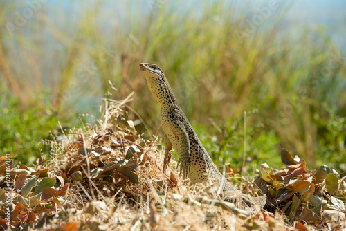 Konstfotografi A sand goanna in far north Queensland, Australia.