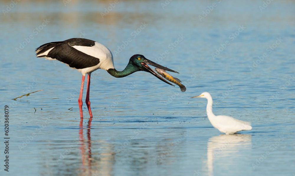 Fototapeta premium Jabiru stork catching a muddy grunter fish on a lagoon in far northern Queensland, Australia.