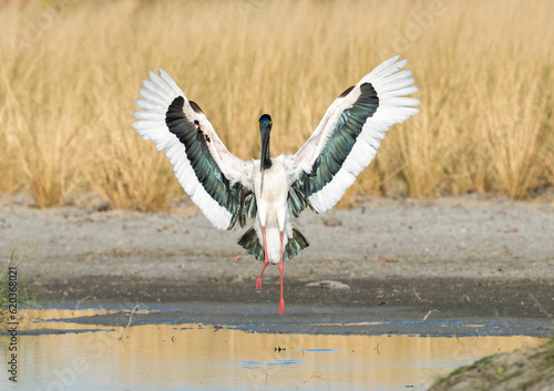 jabiru stork spreading its wings on a lagoon in outback Queensland, Australia, photo