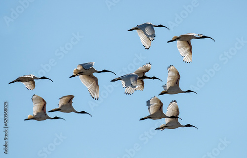A flock of  ibis in flight in outback Queensland, Australia. photo