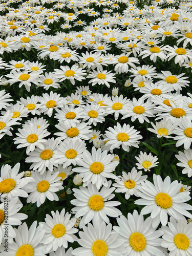 Field full of daises