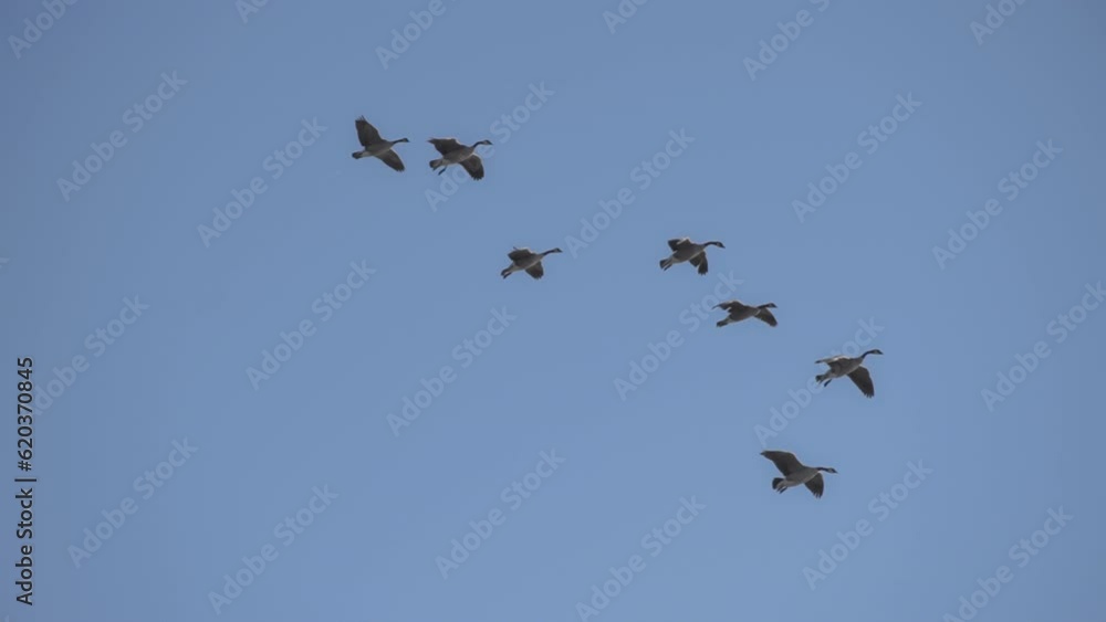 A flock of geese flying gracefully against the blue sky. Slow motion. A flock of geese flying gracefully against the blue sky. Slow motion.