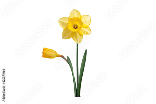 A daffodil, a type of flower, is seen on a transparent background without any other objects surrounding it. The daffodil stands alone, separated from its surroundings. photo