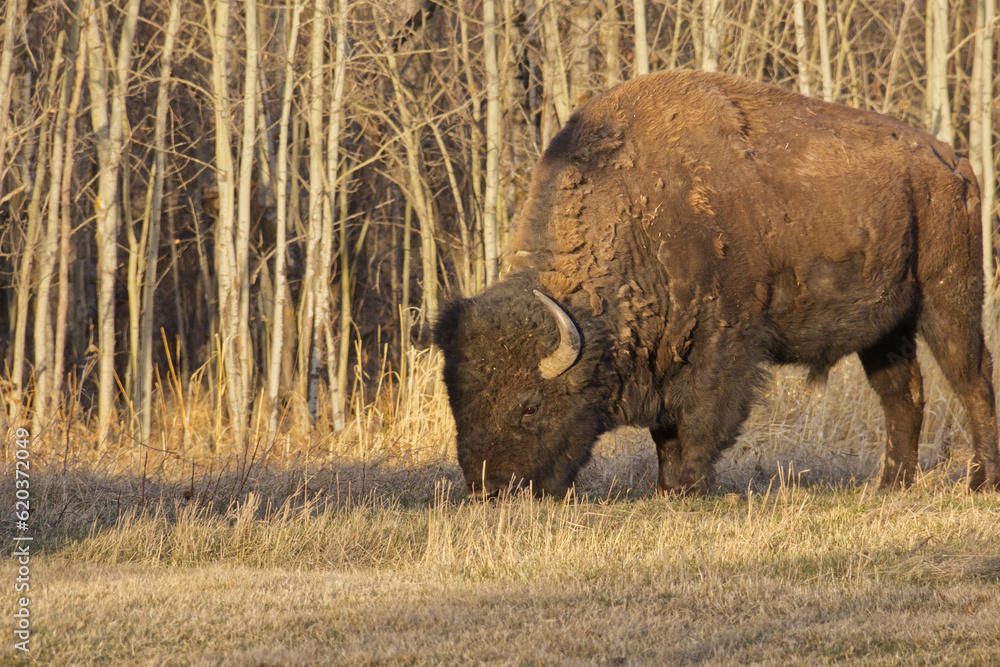 Plains Bison in the Evening Sun Plains Bison in the Evening Sun