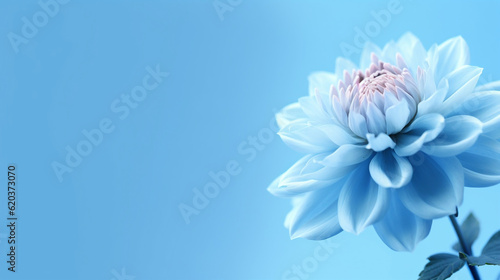 blue wallpaper with flower 4k