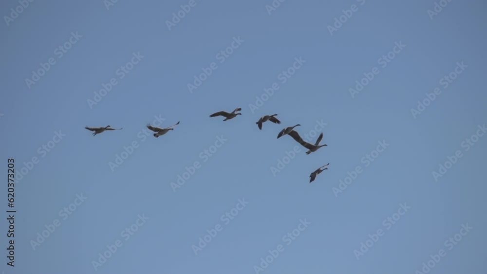 Flock of geese flying gracefully against the blue sky. Slow motion. Flock of geese flying gracefully against the blue sky. Slow motion.
