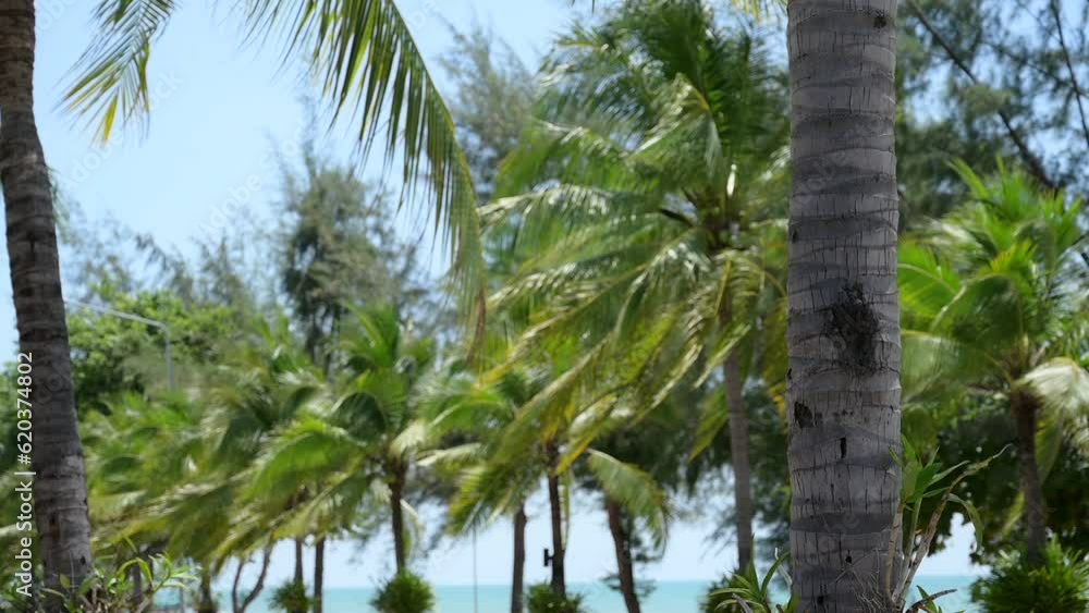 view of tropical beach through coconut tree on sunny day, palm trees fluttering slow motion scene view of tropical beach through coconut tree on sunny day, palm trees fluttering slow motion scene