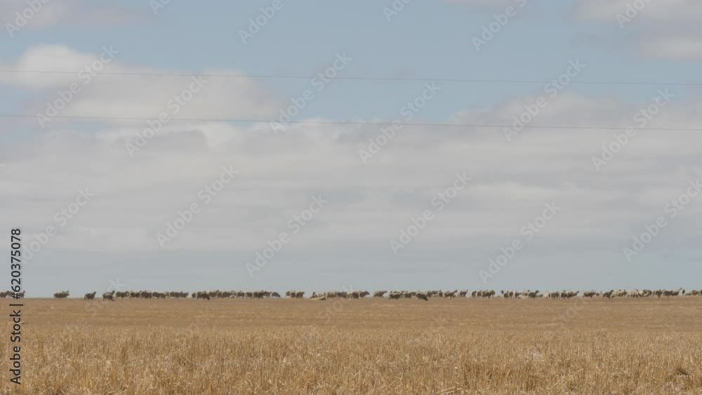 Australian rural scenes Wheatbelt. 4K farming scenes Australian rural scenes Wheatbelt. 4K farming scenes