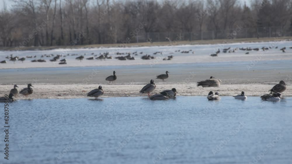 Geese and ducks sitting on frozen lake in winter. Slow motion. Geese and ducks sitting on frozen lake in winter. Slow motion.