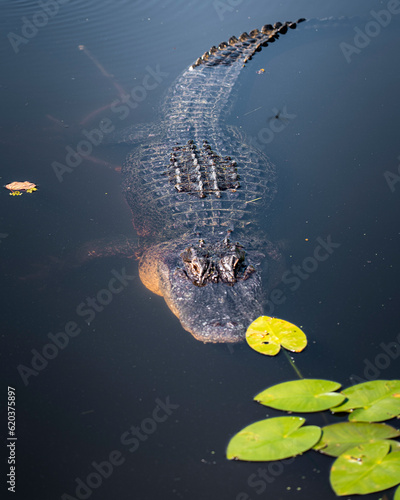 Alligator floating on water