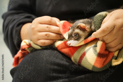 A picture of a ferret in an animal blanket