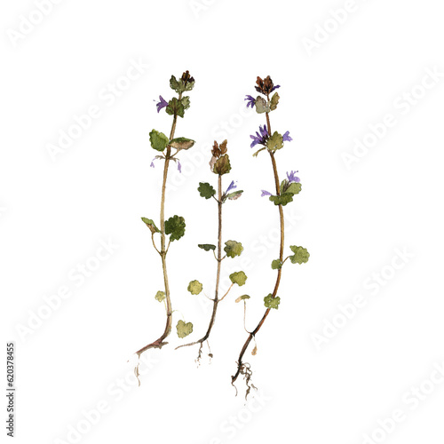 watercolor drawing plant of ground ivy, Glechoma hederacea, isolated at white background, natural element, hand drawn botanical illustration