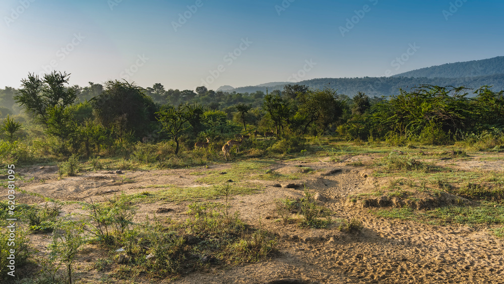 A herd of axis spotted deer graze in the jungle in the morning. Green grass, thickets of bushes and trees. Hoofprints on the ground. Hills against the blue sky. India. Sariska National Park. A herd of axis spotted deer graze in the jungle in the morning. Green grass, thickets of bushes and trees. Hoofprints on the ground. Hills against the blue sky. India. Sariska National Park.
