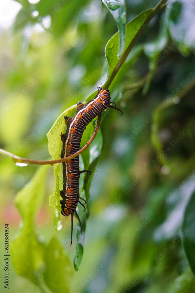 caterpillar on a leaf