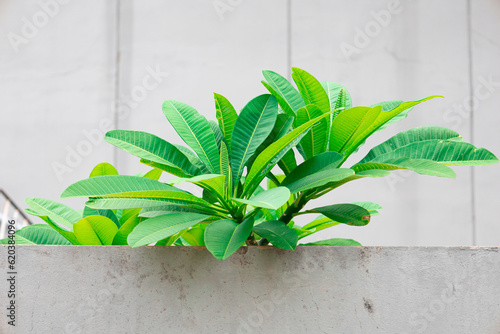 plant, interior, pot, home, leaf, wall, nature, garden