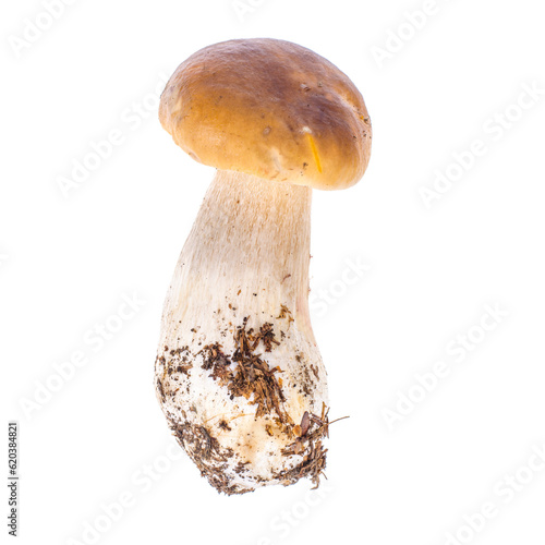 Natural fresh forest white mushroom, boletus. Studio Photo.