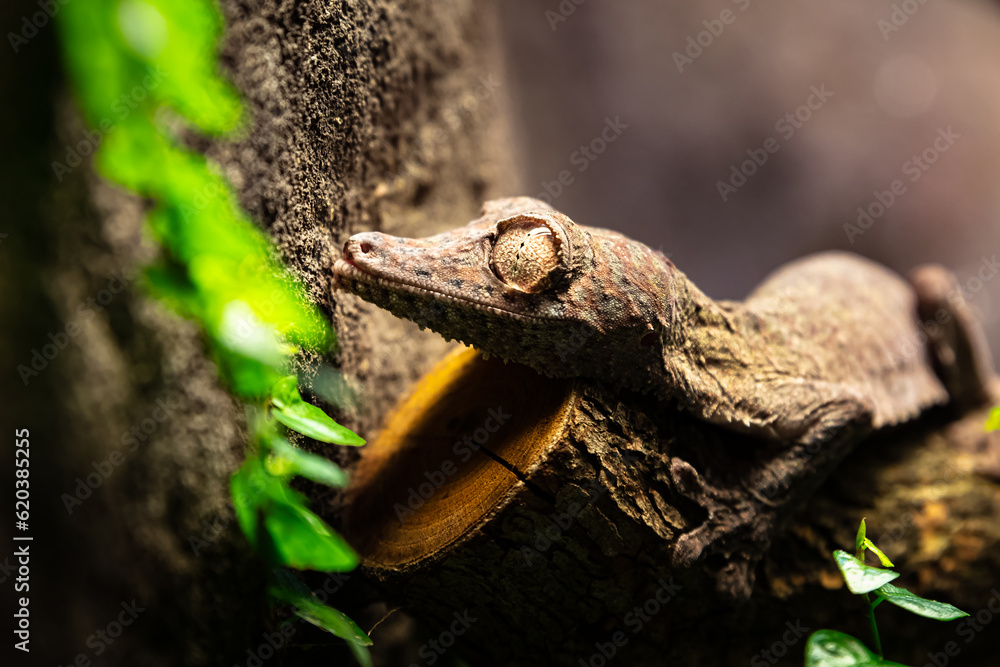 Is gecko a sales reptile or amphibian