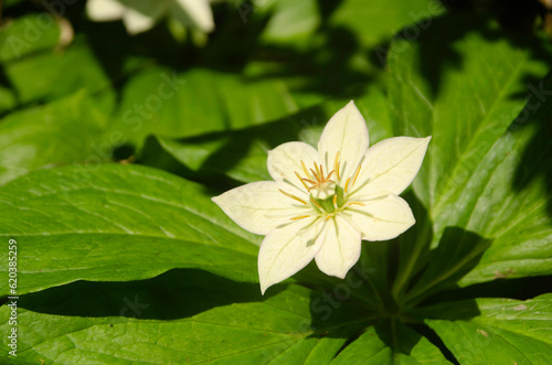 Kinugasa japonica photo