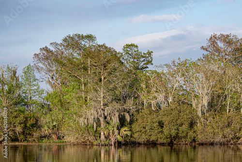 Blue Sky Contrasts Against the Green Trees and Swamp Waters outside of Lafitte, Louisiana, USA