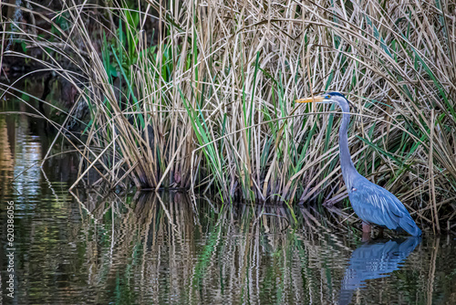Beautiful Great Blue Heron Hunts for Fish in the Bayou outside of Lafitte, Louisiana, USA