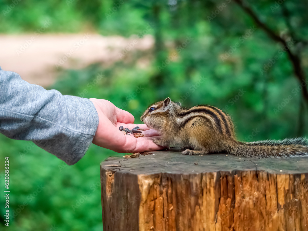 Chipmunk eating a treat from a human's palm Chipmunk eating a treat from a human's palm