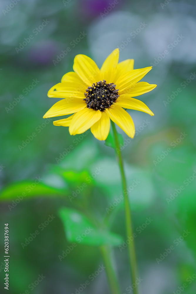 Obraz premium ヘリアンサス