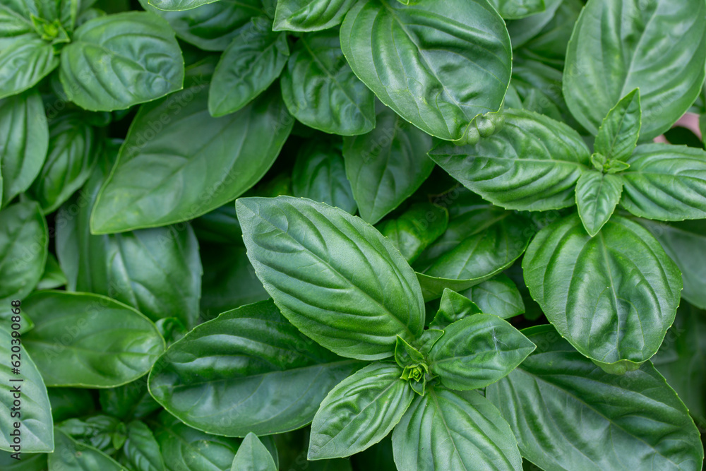 Full frame macro texture background of sweet basil (ocimum basilicum) plant foliage
Full frame macro texture background of sweet basil (ocimum basilicum) plant foliage