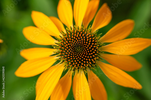Macro abstract view of a beautiful yellow coneflower  echinacea  in bloom  with defocused background