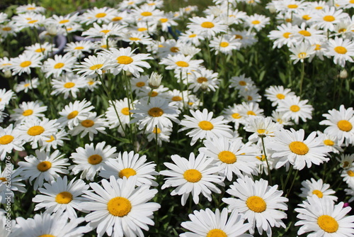 Full bloom Shasta daisies in a field