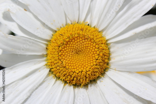 Close up of a full bloom Shasta daisy in mid summer