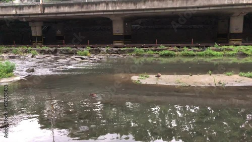 wild ducks in the nature photo