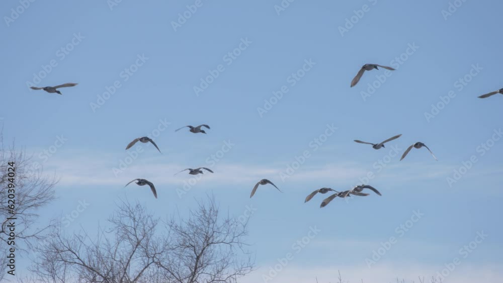 Flock of birds flying above the trees n the park against the blue sky. Slow motion. Flock of birds flying above the trees n the park against the blue sky. Slow motion.