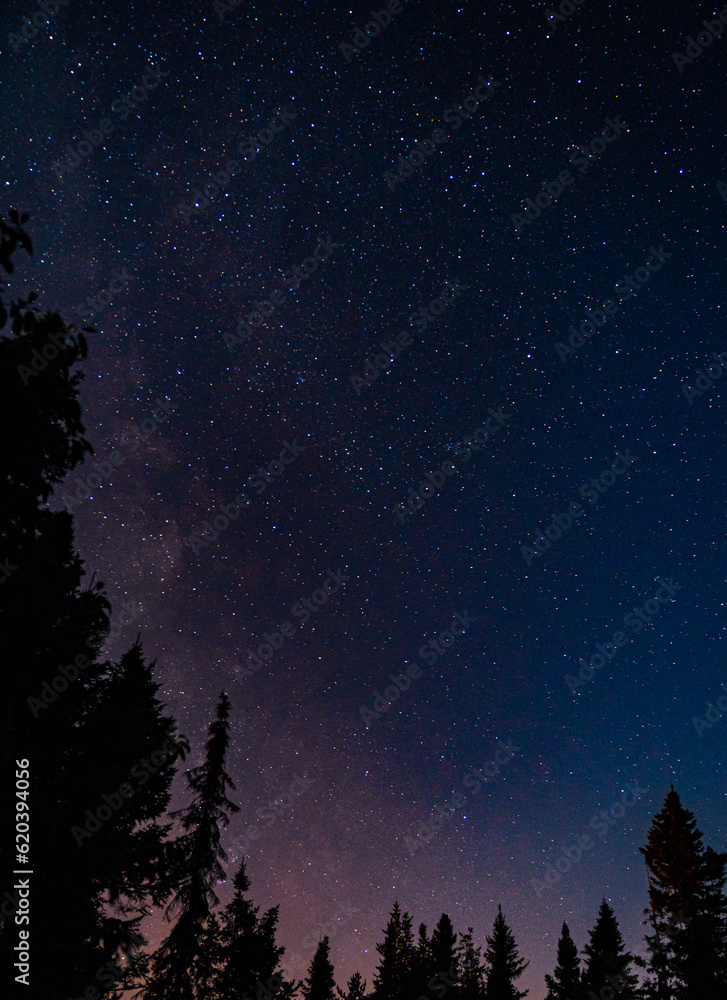 Naklejka premium starry night sky in the woods