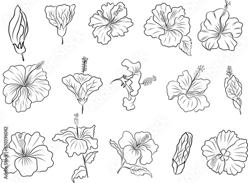 Japanese Iris flower set.hand drawn and painting iris flower.Hibiscus flower vector set on background.