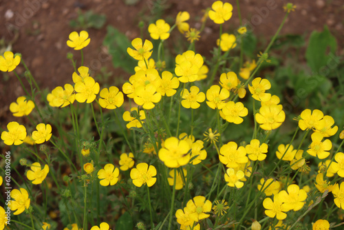 Yellow buttercup flowers in the meadow. Ranunculus repens in the italian countryside