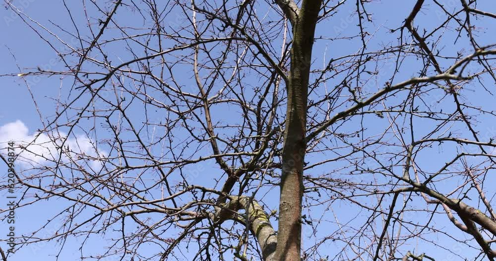 apple tree in sunny weather in early spring, young fruit tree apple tree without foliage in early spring apple tree in sunny weather in early spring, young fruit tree apple tree without foliage in early spring