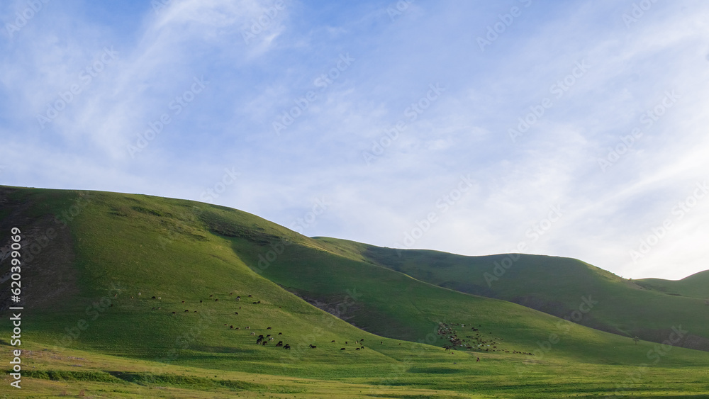 landscape with rolling hills sheeps and cows in a green hillside field in kyrgyzstan 