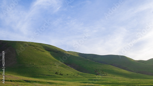  landscape with rolling hills sheeps and cows in a green hillside field in kyrgyzstan 