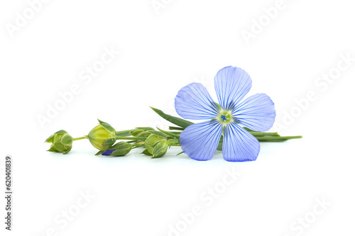 Flax (linseed) flower over white background