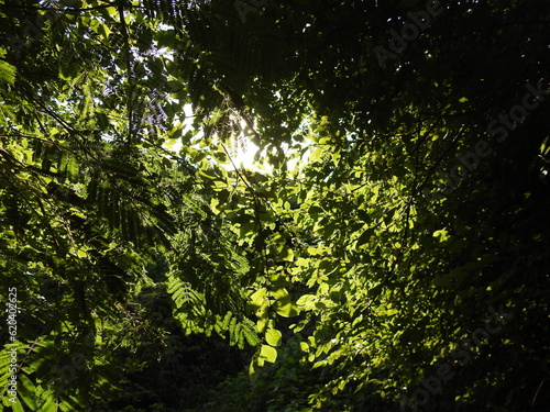 beautiful colourful afternoon sunlight beams through leaves, stems and branches of the tree
