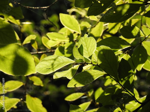beautiful colourful afternoon sunlight beams through leaves, stems and branches of the tree