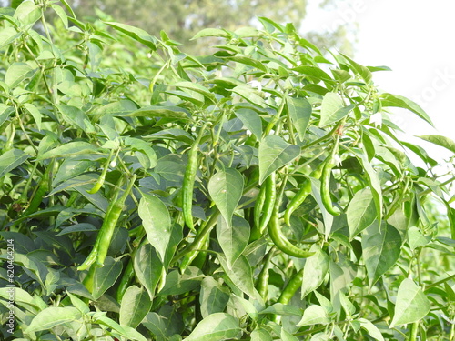 Green Chilli plants with fruits. Green Pepper.