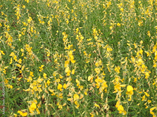 Sun Hemp Plants farming, Yellow color flowers, Agriculture Field.