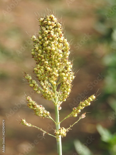 Great Millet top flower at the middle stage to became hard seeds, Organic Food. It also called as Sorghum bicolor. In Indian native language called as Jowar © Anitham