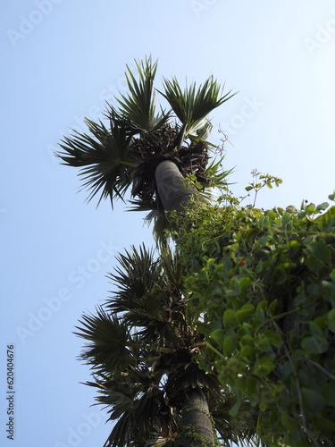 Tall Borassus flabellifer (Palmyra palm) Tree with sky background. It is commonly known as doub, palmyra, tala, toddy or wine palm